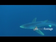 Shark Blue 1 1317